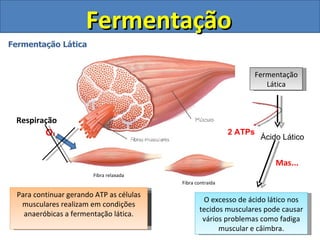 Fermentação Fermentação Lática As fibras musculares são células que necessitam constantemente de O2 para realizar sua função de contração Durante uma atividade física prolongada a quantidade de O2 que chegam as fibras é limitada. Para continuar gerando ATP as células musculares realizam em condições anaeróbicas a fermentação lática. O excesso de ácido lático nos tecidos musculares pode causar vários problemas como fadiga muscular e câimbra. Fibra relaxada Fibra contraída O 2 Respiração Glicose Ácido Lático 2 ATPs Fermentação Lática Mas... 