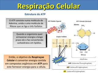 Respiração Celular Estrutura do ATP O ATP consiste numa molécula de Adenina, unida a uma molécula de Ribose que se liga a três fosfatos Como podemos perceber o ATP é um  nucleotídeo  de RNA As ligações entre os grupos fosfatos do ATP possui grande quantidade de  energia  armazenada. Energia! Quando o essas ligações são rompidas há liberação de energia que a célula utiliza para realizar  trabalho. O ATP é produzido para fornecer energia para célula  imediatamente  e não para armazenar energia. Quando o organismo quer armazenar energia a longo prazo ele o faz convertendo carboidratos em lipídios. Então, o objetivo da  Respiraçao Celular  é converter energia contida em compostos orgânicos em  ATP  para este fornecer energia para a célula. 