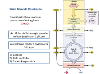 Visão Geral da Respiração O combustível mais comum para as células é a glicose. C 6 H 12 O 6 As células obtém energia quando oxidam (queimam) a glicose A respiração celular é dividida em 3 Etapas 1)  Glicólise 2)  Ciclo de Krebs 3)  Cadeia Respiratória 
