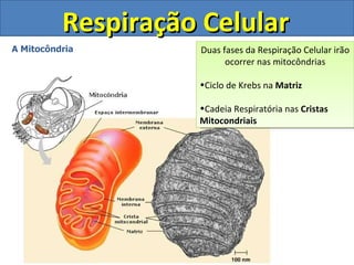 Respiração Celular A Mitocôndria São organelas alongadas em forma de bastonete, presente em praticamente todas as células eucariotas. Seu número na célula varia de um a centenas dependendo do tipo celular. Possui  2 membranas : uma  externa  que possui a função de proteger a organela e outra  interna  que se dobra formando pregas em várias posições aumentando a área de superfície e formando as  Cristas Mitocondriais . A região limitada pela membrana interna é conhecida como  Matriz Mitocondrial.  Nesse ambiente estão presentes diversos tipos de proteínas, ribossomos e DNA mitocondrial, além de outros componentes químicos.  Por possuir DNA próprio as mitocôndrias possuem a capacidade de sintetizar suas próprias  proteínas , além de se  auto-duplicar  independentemente da célula.  A  função  principal das mitocôndrias é converter a energia química potencial de moléculas orgânicas em uma forma que as células possam utilizá-la.  Esse mecanismo de conversão chama-se  respiração celular  e a moeda energética produzida   ATP . Duas fases da Respiração Celular irão ocorrer nas mitocôndrias Ciclo de Krebs na  Matriz  Cadeia Respiratória nas  Cristas Mitocondriais 
