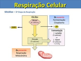 Respiração Celular Glicólise – 1 ª Etapa da Respiração O 2  presente Respiração Mitocôndria O 2   ausente Fermentação Citoplasma 