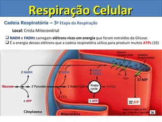 Respiração Celular Cadeia Respiratória – 3 ª Etapa da Respiração Local:  Crista Mitocondrial NADH  e  FADH 2  carregam  elétrons ricos em energia  que foram extraídos da Glicose. É a energia desses elétrons que a cadeia respiratória utiliza para produzir muitos  ATPs  (32) 