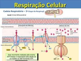 Respiração Celular Cadeia Respiratória – 3 ª Etapa da Respiração Local:  Crista Mitocondrial Espaço Intermembrana Matriz Mitocondrial NADH e FADH2 produzidos nas etapas anteriores vão liberar elétrons ricos em energia para proteínas da membrana. Os elétrons ricos em energia vão passar, atraídos pelo O 2  por uma séria de proteínas da cadeia respiratória. Três dessas proteínas vão utilizar a energia desses elétrons energizados para bombear íons H+ para o espaço intermembranoso. Quando os elétrons se encontrar com o O 2  vai ser formado água. Dizemos que o oxigênio é o aceptor final de elétrons. Isso explica o porque necessitamos tanto de oxigênio. Todas as células necessitam deste composto para a respiração. O bombeamento de H+ para o lado intermembranoso deixa esta região altamente ácida. Por difusão, os H+ tenderão a voltar para a matriz mitocondrial, porém, a membrana interna é impermeável ao H+ O único caminho dos H+ é passar pela enzima ATP Sintase, que se movimenta com a passagem de H+. Esse movimento realizado pela enzima ATP Sintase é responsável pela adição de um fosfato ao ADP formando ATP. 