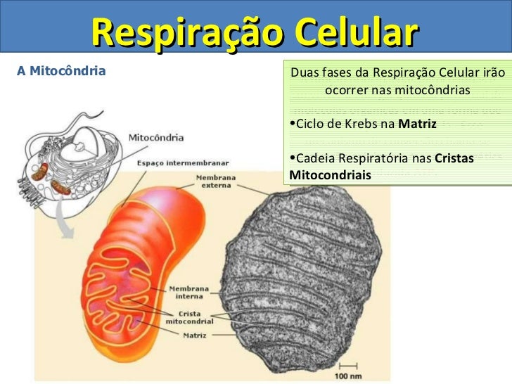 Em Que Organela Celular A Respiração Ocorre