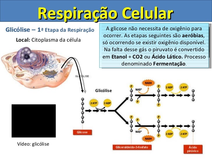 Aula respiração celular