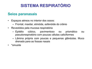 Seios paranasais
• Espaços aéreos no interior dos ossos:
– Frontal, maxilar, etmóide, esfenóide do crânio
• Revestidos pela mucosa respiratória
– Epitélio cúbico, pavimentoso ou prismático ou
pseudorespiratório com poucas células caliciformes
– Lâmina própria com poucas e pequenas glândulas. Muco
drenado para as fossas nasais
• *sinusite
SISTEMA RESPIRATÓRIO
 