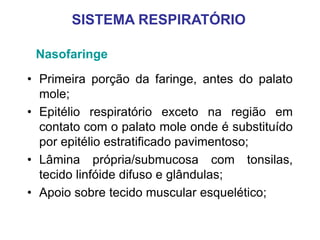 Nasofaringe
• Primeira porção da faringe, antes do palato
mole;
• Epitélio respiratório exceto na região em
contato com o palato mole onde é substituído
por epitélio estratificado pavimentoso;
• Lâmina própria/submucosa com tonsilas,
tecido linfóide difuso e glândulas;
• Apoio sobre tecido muscular esquelético;
SISTEMA RESPIRATÓRIO
 