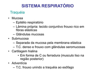 Traquéia
• Mucosa
– Epitélio respiratório
– Lâmina própria: tecido conjuntivo frouxo rico em
fibras elásticas
– Glândulas mucosas
• Submucosa
– Separada da mucosa pela membrana elástica
– T.C. denso e frouxo com glândulas seromucosas
• Cartilagem hialina
• Em forma de C ou ferradura (musculo liso na
região posterior)
• Adventícia
– T.C. frouxo unindo a traquéia ao esôfago
SISTEMA RESPIRATÓRIO
 