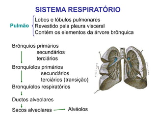 Pulmão
Lobos e lóbulos pulmonares
Revestido pela pleura visceral
Contém os elementos da árvore brônquica
Brônquios primários
secundários
terciários
Bronquíolos primários
secundários
terciários (transição)
Bronquíolos respiratórios
Ductos alveolares
Sacos alveolares Alvéolos
SISTEMA RESPIRATÓRIO
 
