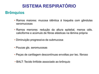 Brônquios
• Ramos maiores: mucosa idêntica á traquéia com gândulas
seromucosas
• Ramos menores: redução da altura epitelial, menos céls.
caliciforme e acúmulo de fibras elásticas na lâmina própria
• Peças de cartilagem descontínuas envoltas por tec. fibroso
• Poucas gls. seromucosas
• Diminuição progressiva da submucosa
• BALT: Tecido linfóide associado ao brônquio
SISTEMA RESPIRATÓRIO
 