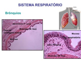 Brônquios
Mucosa
Mucosa
Muscular (M. liso)
Adventícia (T. conj)
Peça de
Cartilagem hialina
SISTEMA RESPIRATÓRIO
Ep. respiratório
Lam. Própria
Muscular (M. liso)
 