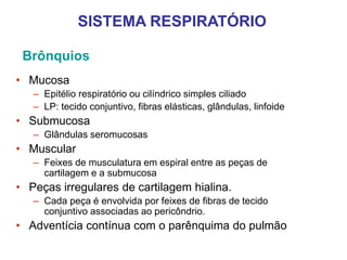 Brônquios
• Mucosa
– Epitélio respiratório ou cilíndrico simples ciliado
– LP: tecido conjuntivo, fibras elásticas, glândulas, linfoide
• Submucosa
– Glândulas seromucosas
• Muscular
– Feixes de musculatura em espiral entre as peças de
cartilagem e a submucosa
• Peças irregulares de cartilagem hialina.
– Cada peça é envolvida por feixes de fibras de tecido
conjuntivo associadas ao pericôndrio.
• Adventícia contínua com o parênquima do pulmão
SISTEMA RESPIRATÓRIO
 