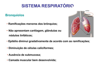 Bronquíolos
• Ramificações menores dos brônquios;
• Não apresentam cartilagem, glândulas ou
nódulos linfáticos;
• Epitélio diminui gradativamente de acordo com as ramificações;
• Diminuição de células caliciformes;
• Ausência de submucosa;
• Camada muscular bem desenvolvida;
SISTEMA RESPIRATÓRIO
 