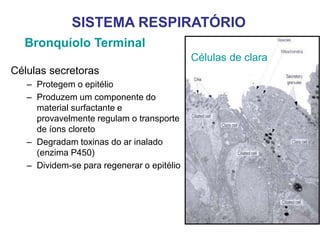 Bronquíolo Terminal
SISTEMA RESPIRATÓRIO
Células secretoras
– Protegem o epitélio
– Produzem um componente do
material surfactante e
provavelmente regulam o transporte
de íons cloreto
– Degradam toxinas do ar inalado
(enzima P450)
– Dividem-se para regenerar o epitélio
Células de clara
 
