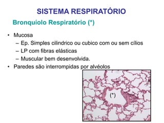 Bronquíolo Respiratório (*)
• Mucosa
– Ep. Simples cilindrico ou cubico com ou sem cílios
– LP com fibras elásticas
– Muscular bem desenvolvida.
• Paredes são interrompidas por alvéolos
SISTEMA RESPIRATÓRIO
(*)
 
