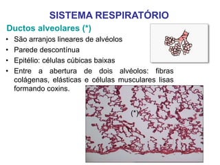 Ductos alveolares (*)
• São arranjos lineares de alvéolos
• Parede descontínua
• Epitélio: células cúbicas baixas
• Entre a abertura de dois alvéolos: fibras
colágenas, elásticas e células musculares lisas
formando coxins.
SISTEMA RESPIRATÓRIO
(*)
 