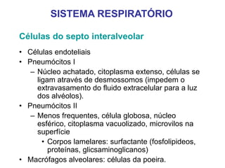 Células do septo interalveolar
• Células endoteliais
• Pneumócitos I
– Núcleo achatado, citoplasma extenso, células se
ligam através de desmossomos (impedem o
extravasamento do fluido extracelular para a luz
dos alvéolos).
• Pneumócitos II
– Menos frequentes, célula globosa, núcleo
esférico, citoplasma vacuolizado, microvilos na
superfície
• Corpos lamelares: surfactante (fosfolipideos,
proteínas, glicsaminoglicanos)
• Macrófagos alveolares: células da poeira.
SISTEMA RESPIRATÓRIO
 