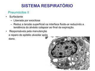 Pneumócitos II
• Surfactante
– Liberada por exocitose
– Reduz a tensão superficial na interface fluido-ar reduzindo a
tendência do alvéolo colapsar ao final da expiração.
• Responsáveis pela manutenção
e reparo do epitélio alveolar após
dano.
SISTEMA RESPIRATÓRIO
 