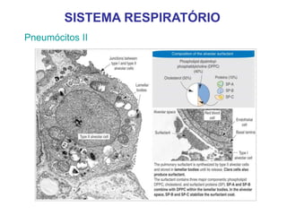 Pneumócitos II
SISTEMA RESPIRATÓRIO
 