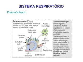 Pneumócitos II
SISTEMA RESPIRATÓRIO
 