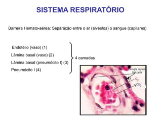 Barreira Hemato-aérea: Separação entre o ar (alvéolos) o sangue (capilares)
Endotélio (vaso) (1)
Lâmina basal (vaso) (2)
Lâmina basal (pneumócito I) (3)
Pneumócito I (4)
4 camadas
(4)
(1)
SISTEMA RESPIRATÓRIO
 