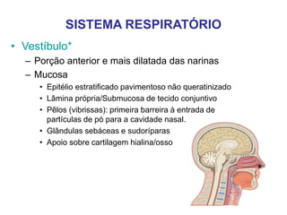 SISTEMA RESPIRATÓRIO
• Vestíbulo*
– Porção anterior e mais dilatada das narinas
– Mucosa
• Epitélio estratificado pavimentoso não queratinizado
• Lâmina própria/Submucosa de tecido conjuntivo
• Pêlos (vibrissas): primeira barreira à entrada de
partículas de pó para a cavidade nasal.
• Glândulas sebáceas e sudoríparas
• Apoio sobre cartilagem hialina/osso
*
 