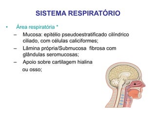 SISTEMA RESPIRATÓRIO
• Área respiratória *
– Mucosa: epitélio pseudoestratificado cilíndrico
ciliado, com células caliciformes;
– Lâmina própria/Submucosa fibrosa com
glândulas seromucosas;
– Apoio sobre cartilagem hialina
ou osso;
*
 