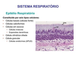 Constituído por seis tipos celulares:
• Células basais (células fonte)
• Células caliciformes
• Células em escova
• Células imaturas
• Expansões dendríticas
• Célula cilíndrica ciliada
• Célula granular
• Células endócrinas (APUD)
SISTEMA RESPIRATÓRIO
Epitélio Respiratório
 