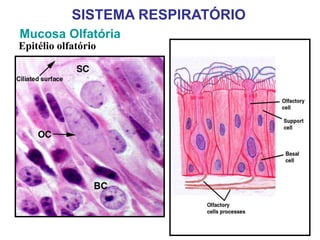 Mucosa Olfatória
SISTEMA RESPIRATÓRIO
Epitélio olfatório
 