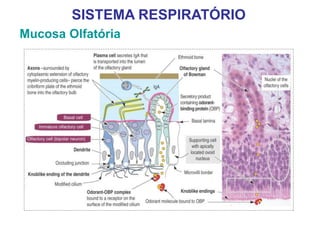 Mucosa Olfatória
SISTEMA RESPIRATÓRIO
 