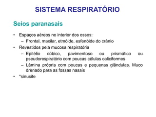 Seios paranasais
• Espaços aéreos no interior dos ossos:
– Frontal, maxilar, etmóide, esfenóide do crânio
• Revestidos pela mucosa respiratória
– Epitélio cúbico, pavimentoso ou prismático ou
pseudorespiratório com poucas células caliciformes
– Lâmina própria com poucas e pequenas glândulas. Muco
drenado para as fossas nasais
• *sinusite
SISTEMA RESPIRATÓRIO
 