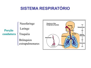 Porção
condutora
Nasofaringe
Laringe
Traquéia
Brônquios
extrapulmonares
SISTEMA RESPIRATÓRIO
 