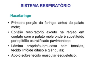 Nasofaringe
• Primeira porção da faringe, antes do palato
mole;
• Epitélio respiratório exceto na região em
contato com o palato mole onde é substituído
por epitélio estratificado pavimentoso;
• Lâmina própria/submucosa com tonsilas,
tecido linfóide difuso e glândulas;
• Apoio sobre tecido muscular esquelético;
SISTEMA RESPIRATÓRIO
 