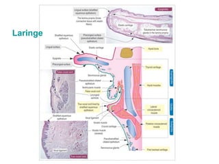 Laringe
 