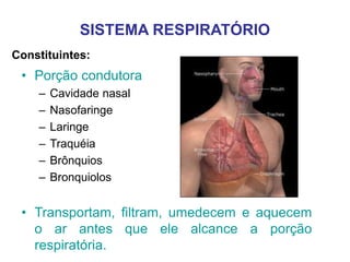Constituintes:
SISTEMA RESPIRATÓRIO
• Porção condutora
– Cavidade nasal
– Nasofaringe
– Laringe
– Traquéia
– Brônquios
– Bronquiolos
• Transportam, filtram, umedecem e aquecem
o ar antes que ele alcance a porção
respiratória.
 