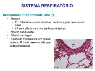 Bronquíolos Propriamente Dito (*)
• Mucosa
– Ep. Cilindrico simples ciliado ou cúbico simples com ou sem
cílios
– LP sem glândulas e rica em fibras elásticas
• Não há submucosa
• Não há cartilagem
• Feixes de músculo liso em espiral
após a LP (mais desenvolvida que
a dos brônquios) (*)
SISTEMA RESPIRATÓRIO
 