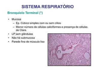 Bronquíolo Terminal (*)
• Mucosa
– Ep. Cúbico simples com ou sem cílios
– Menor número de células caliciformes e presença de células
de Clara.
• LP sem glândulas
• Não há submucosa
• Parede fina de músculo liso
SISTEMA RESPIRATÓRIO
(*)
 