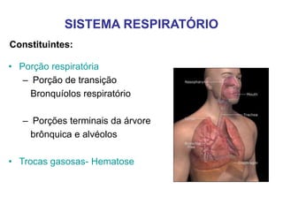 Constituintes:
SISTEMA RESPIRATÓRIO
• Porção respiratória
– Porção de transição
Bronquíolos respiratório
– Porções terminais da árvore
brônquica e alvéolos
• Trocas gasosas- Hematose
 