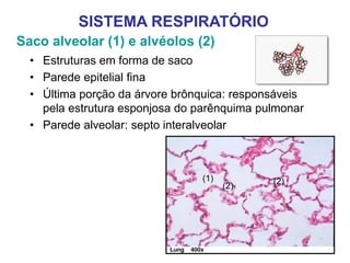 Saco alveolar (1) e alvéolos (2)
• Estruturas em forma de saco
• Parede epitelial fina
• Última porção da árvore brônquica: responsáveis
pela estrutura esponjosa do parênquima pulmonar
• Parede alveolar: septo interalveolar
SISTEMA RESPIRATÓRIO
(1)
(2)
(2)
 