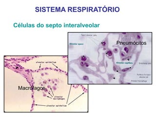 Células do septo interalveolar
SISTEMA RESPIRATÓRIO
Pneumócitos
Macrófagos
 