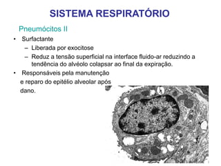 Pneumócitos II
• Surfactante
– Liberada por exocitose
– Reduz a tensão superficial na interface fluido-ar reduzindo a
tendência do alvéolo colapsar ao final da expiração.
• Responsáveis pela manutenção
e reparo do epitélio alveolar após
dano.
SISTEMA RESPIRATÓRIO
 