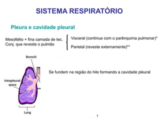Pleura e cavidade pleural
Mesoltélio + fina camada de tec.
Conj. que reveste o pulmão
Visceral (continua com o parênquima pulmonar)*
Parietal (reveste externamente)**
SISTEMA RESPIRATÓRIO
Se fundem na região do hilo formando a cavidade pleural
*
**
 