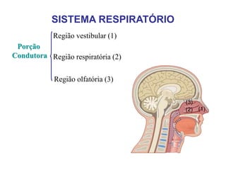Porção
Condutora
Região vestibular (1)
Região respiratória (2)
Região olfatória (3)
SISTEMA RESPIRATÓRIO
(1)
(3)
(2)
 