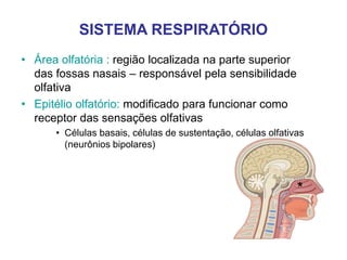 SISTEMA RESPIRATÓRIO
• Área olfatória : região localizada na parte superior
das fossas nasais – responsável pela sensibilidade
olfativa
• Epitélio olfatório: modificado para funcionar como
receptor das sensações olfativas
• Células basais, células de sustentação, células olfativas
(neurônios bipolares)
*
 