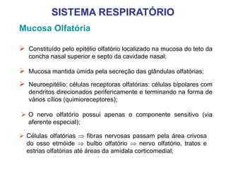 Mucosa Olfatória
 Mucosa mantida úmida pela secreção das glândulas olfatórias;
 Neuroepitélio: células receptoras olfatórias: células bipolares com
dendritos direcionados perifericamente e terminando na forma de
vários cílios (quimioreceptores);
 Constituído pelo epitélio olfatório localizado na mucosa do teto da
concha nasal superior e septo da cavidade nasal;
 O nervo olfatório possui apenas o componente sensitivo (via
aferente especial);
 Células olfatórias  fibras nervosas passam pela área crivosa
do osso etmóide  bulbo olfatório  nervo olfatório, tratos e
estrias olfatórias até áreas da amídala corticomedial;
SISTEMA RESPIRATÓRIO
 