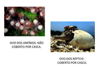 OVO DOS ANFÍBIOS: NÃO COBERTO POR CASCA. OVO DOS RÉPTEIS:  COBERTO POR CASCA. 