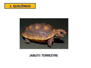 1. QUELÔNIOS JABUTI: TERRESTRE 