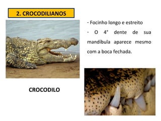 2. CROCODILIANOS CROCODILO Focinho longo e estreito O 4° dente de sua mandíbula aparece mesmo com a boca fechada. 