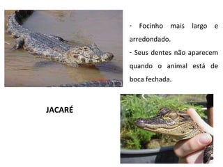 JACARÉ Focinho mais largo e arredondado. Seus dentes não aparecem quando o animal está de boca fechada. 