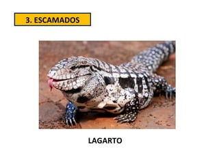 3. ESCAMADOS LAGARTO 